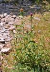 : - Centaurea debeauxii