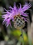 Skabiosen-Flockenblume - Centaurea scabiosa