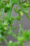 : - Chenopodium multifidum
