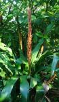 : - Pitcairnia imbricata