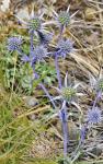 Pyrenäendistel-Eryngium bourgatii