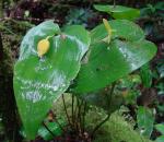 : - Pleurothallis titan