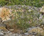 Schmalblättriger Hohlzahn - Galeopsis angustifolia