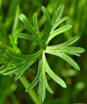 Schlitzblättriger Storchschnabel - Geranium dissectum