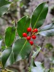 Europäische Stechpalme - Ilex aquifolium