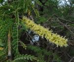 :-Prosopis pallida