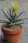 : - Leuchtenbergia principis