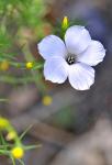 : - Linum suffruticosum
