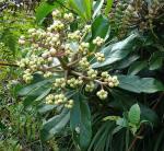 : - Psychotria deflexa