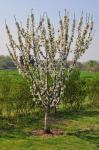 Süßkirsche - Prunus avium