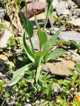 Weißer Hahnenfuß - Ranunculus amplexicaulis