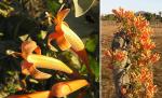 Feurranke - Pyrostegia venusta