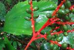 : - Reinhardtia gracilis