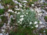 Bittere Schafgarbe - Achillea clavennae