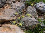: - Alyssum fragillimum