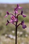 : - Anacamptis boryi