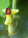 Filzige Pfeifenwinde - Aristolochia tomentosa