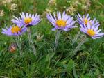 Alpen-Aster - Aster alpinus