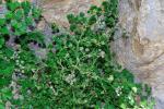 : - Athamanta macedonica