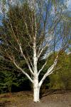 Himalaya-Birke - Betula utilis