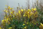 Gemüsekohl - Brassica oleracea