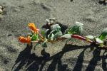 : - Camissonia cheiranthifolia