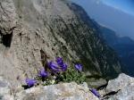 : - Campanula oreadum