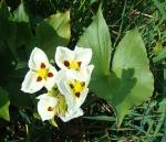 Montevideo-Pfeilkraut - Sagittaria montevidensis