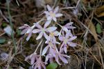 : - Colchicum pusillum