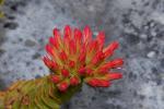 : - Crassula coccinea