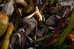 Kobralilie - Darlingtonia californica