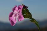 : - Dianthus juniperinus subsp. bauhinorum