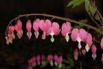 Tränendes Herz - Lamprocapnos spectabilis