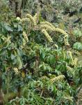 : - Schefflera rodriguesiana