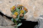 : - Euphorbia deflexa
