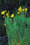 : - Euryops abrotanifolius