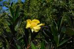 : - Hibbertia scandens