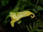 :-Impatiens conchibracteata