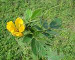 : - Senna pallida