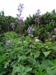 Alpen-Milchlattich - Lactuca alpina