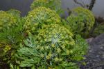 : - Notobubon galbanum