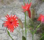: - Silene laciniata
