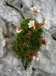 Clusius-Fingerkraut - Potentilla clusiana