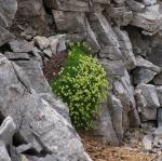 Furchen-Steinbrech - Saxifraga exarata