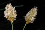 : - Sesleria taygetea