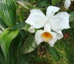 : - Sobralia leucoxantha