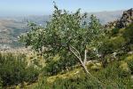 : - Sorbus umbellata