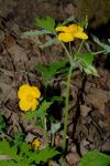 Virginischer Wald-Mohn - Stylophorum diphyllum