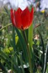 : - Tulipa orphanidea subsp. doerfleri