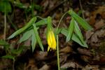 Trauerglocke - Uvularia grandiflora